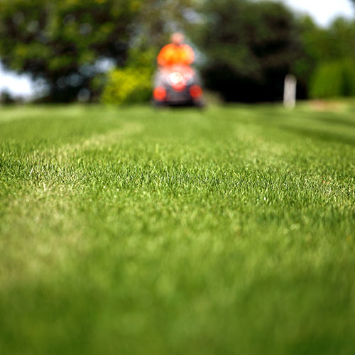 Grass Cutting